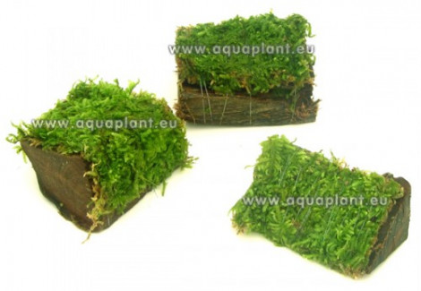 Miniwood Moss ( 5.5 Cm)