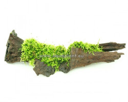 Moss On Wood S