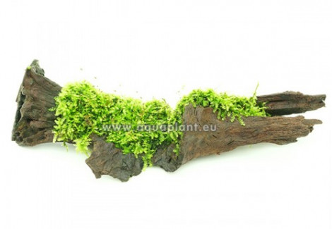 Moss On Wood S