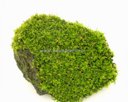 Moss Stone M