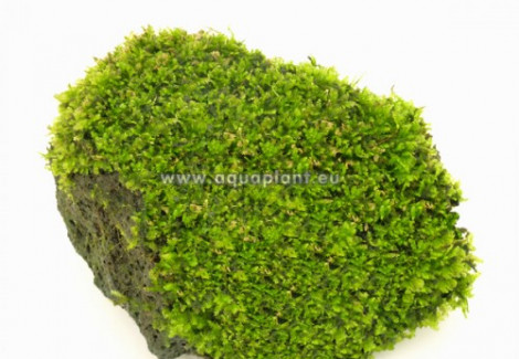 Moss Stone M