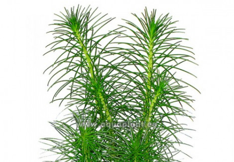 Myriophyllum Simulans