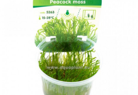 Peacock Moss (Taxiphyllum Sp.)