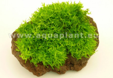 Riccia Stone S