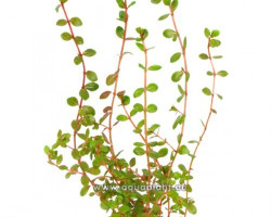 Rotala Indica