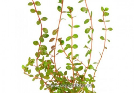 Rotala Indica