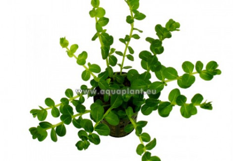 Rotala Sp. Green