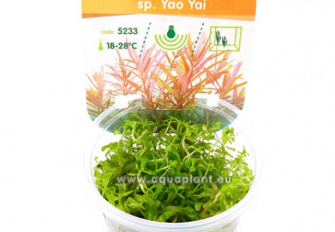 Rotala Sp. Yao Yai