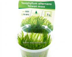 Taiwan Moss (Taxiphyllum Alternans)