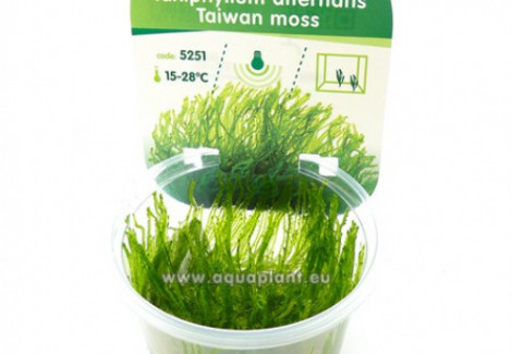 Taiwan Moss (Taxiphyllum Alternans)