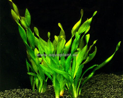 Vallisneria Asiatica (Twisted Leaf)