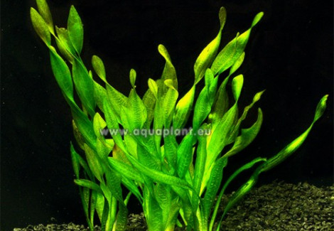 Vallisneria Asiatica (Twisted Leaf)