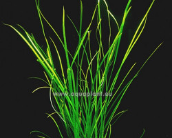 Vallisneria Nana (Straight And Very Narrow Leaf)