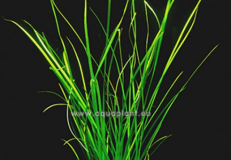 Vallisneria Nana (Straight And Very Narrow Leaf)