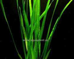 Vallisneria Spiralis (Straight And Narrow Leaf)