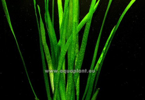 Vallisneria Spiralis (Straight And Narrow Leaf)