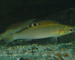 Crenicichla Regani L