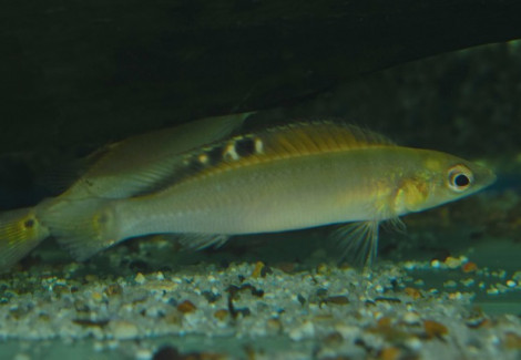 Crenicichla Regani L