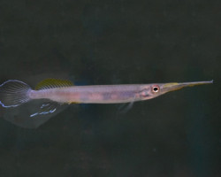 Hemirhamphodon Pogonognathus M