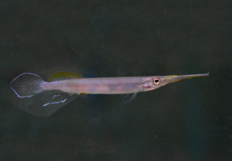 Hemirhamphodon Pogonognathus M