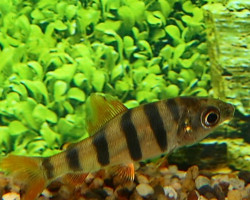 Distichodus Sexfasciatus M