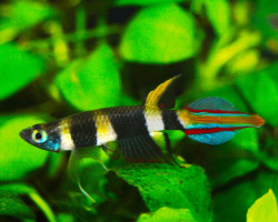 Epiplatys/Pseudepiplatys Annulatus M