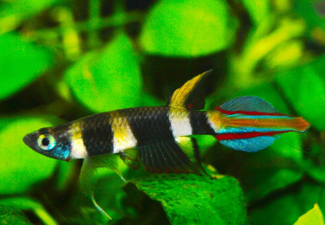 Epiplatys/Pseudepiplatys Annulatus M