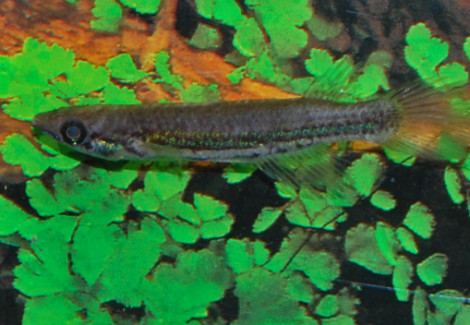 Epiplatys Chevalieri Moke Mabili M