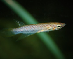 Epiplatys Sp. Kindia M