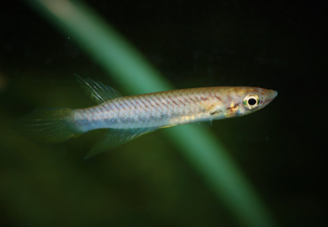 Epiplatys Sp. Kindia M