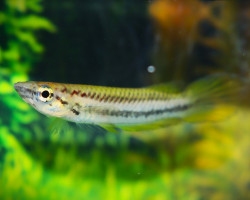 Epiplatys Bifasciatus M