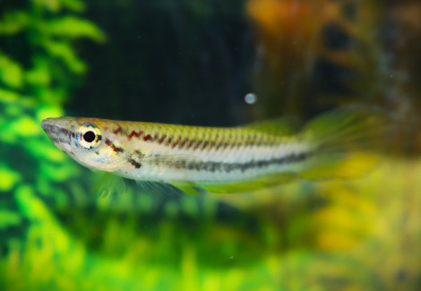 Epiplatys Bifasciatus M