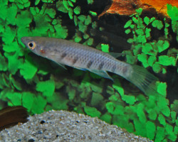 Epiplatys Sexfasciatus M