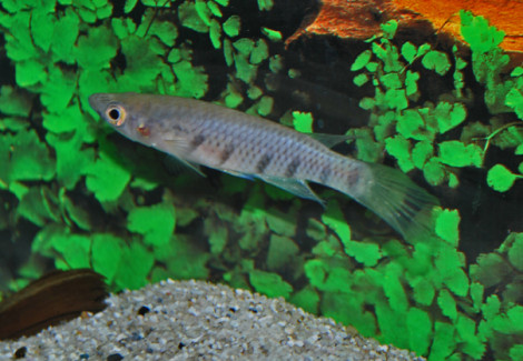 Epiplatys Sexfasciatus L