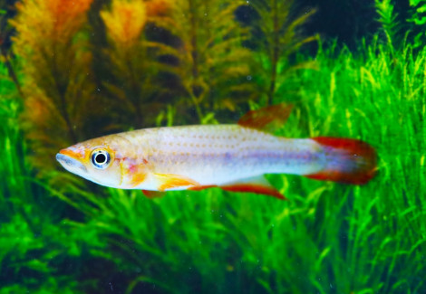 Epiplatys Lamottei L