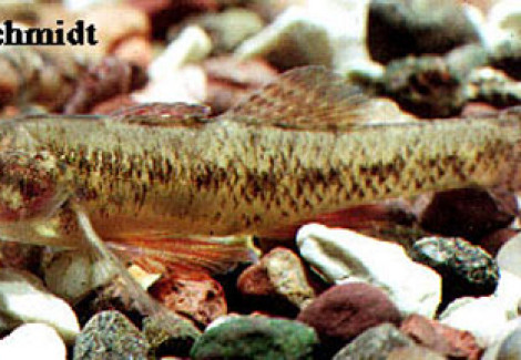 Ethostoma Microperca M