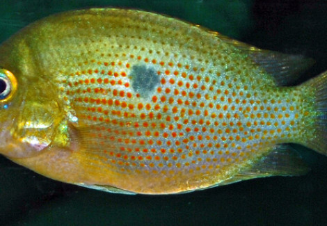 Etroplus Maculatus S