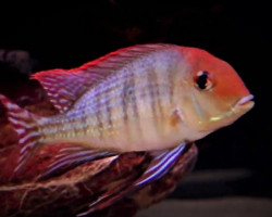 Geophagus Pyrocephalus S/M