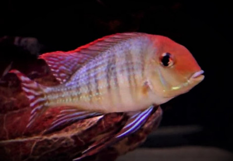 Geophagus Pyrocephalus S/M