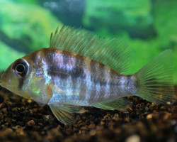 Gymnogeophagus Balzanii S