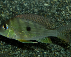 Geophagus Altifrons S/M