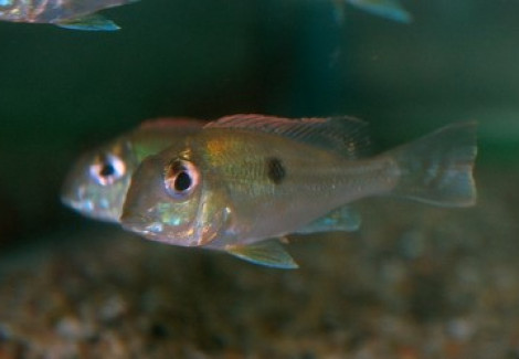 Geophagus Sveni S/M