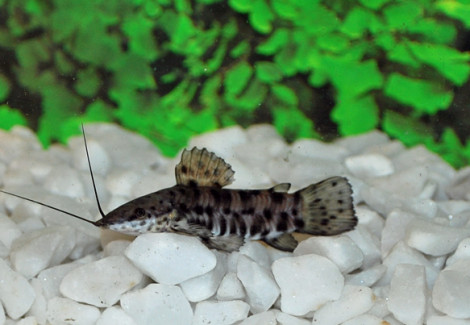 Hoplosternum Thoracatum S