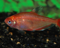 Hyphessobrycon Callistus Gold M