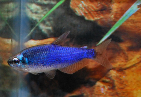 Inpaichthys Kerri Super Blue M