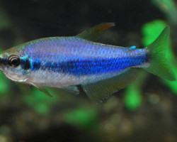 Inpaichthys Kerri M