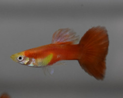 Guppy Red Moscow M