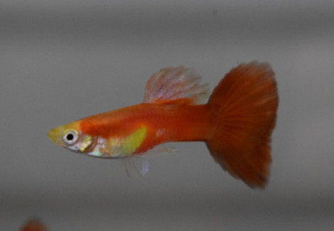 Guppy Red Moscow M