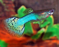 Guppy Blue Glass Maschio M