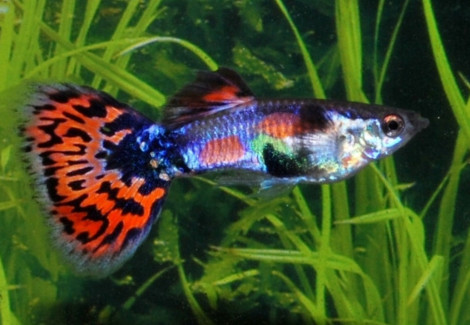 Guppy Blue Spotted Tail M